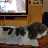 Photo de chat perdu à Vaire