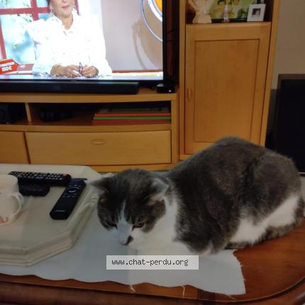 Photo 1/1 Chat retrouvé Perdu à Vaire