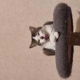 Photo de chat perdu à L Hermitage