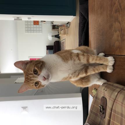 Photo 1/1 Chat retrouvé Perdu à Geneve