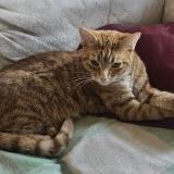 Photo de chat perdu à Bourg En Bresse