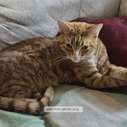 Photo 1/1 Chat retrouvé Perdu à Bourg en bresse