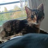 Photo de chat perdu à Melun