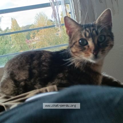 Photo 1/2 Chat retrouvé Perdu à Melun