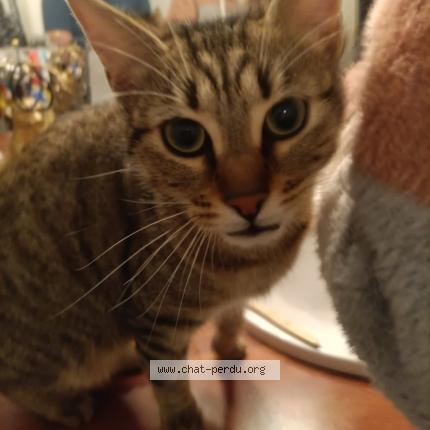 Photo 2/2 Chat retrouvé Perdu à Melun