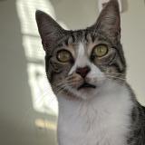 Photo de chat perdu à Rock Hill