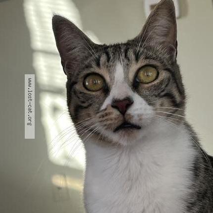 Photo 1/1 Romeo Chat perdu à Rock hill