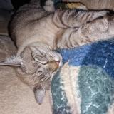 Photo de chat perdu à Montfermeil