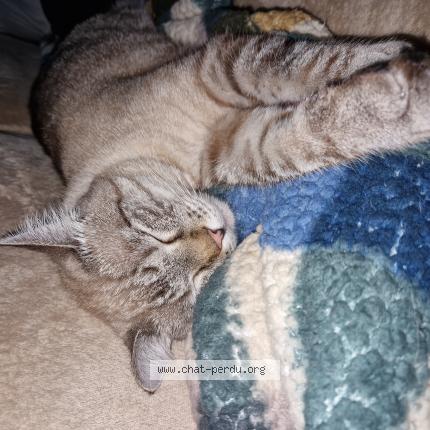 Photo 1/1 Chat retrouvé Perdu à Montfermeil