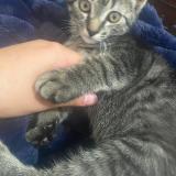 Photo de chat perdu à Woonsocket