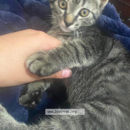 Photo 1/1 Albert Chat perdu à Woonsocket