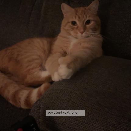 Photo 1/1 Simon Chat perdu à Wynantskill