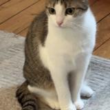 Photo de chat perdu à Paris