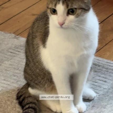 Photo 1/1 Chat retrouvé Perdu à Paris