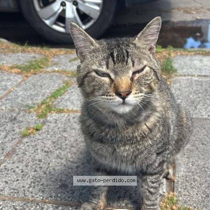 Photo 1/1 Chat trouvé Trouvé à Villa balleste buenos aires 1653