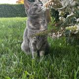 Photo de chat perdu à Pouilly Les Feurs