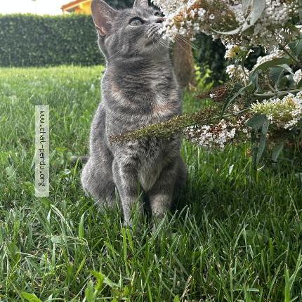 Photo 1/1 Chat retrouvé Perdu à Pouilly les feurs