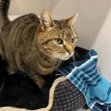 Photo de chat perdu à Bassussarry