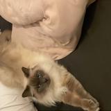 Photo de chat perdu à Fublaines