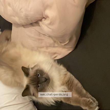 Photo 1/1 Chat retrouvé Perdu à Fublaines