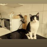 Photo de chat perdu à Schiltigheim