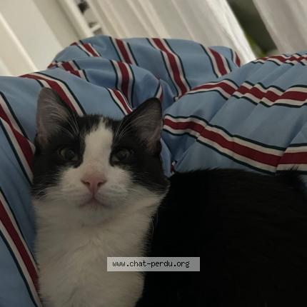 Photo 2/3 Chat retrouvé Perdu à Schiltigheim
