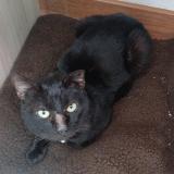 Photo de chat perdu à Ate