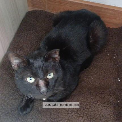 Photo 1/1 Negro Chat perdu à Ate