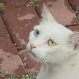 Photo de chat perdu à Lahore Ali Town