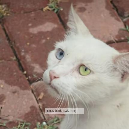 Photo 1/1 Daisy Chat perdu à Lahore ali town