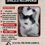 Photo de chat perdu à Cdmx