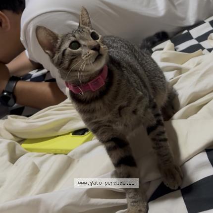 Photo 1/1 Mercy Chat perdu à Managua