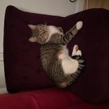 Photo de chat perdu à L Etang La Ville