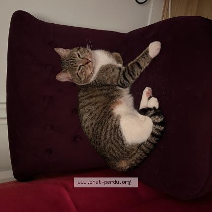 Photo 1/1 Chat retrouvé Perdu à L etang la ville