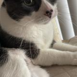 Photo de chat perdu à Woodland Hills