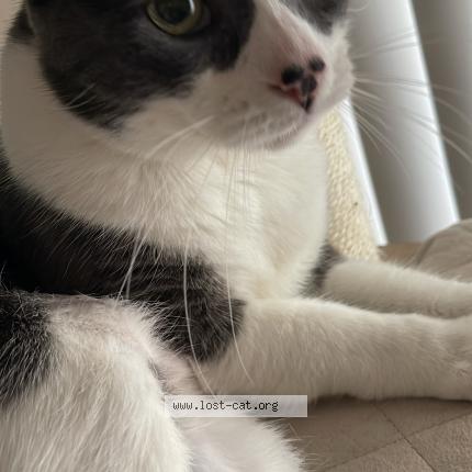 Photo 1/1 Flash Chat perdu à Woodland hills