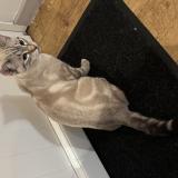 Photo de chat trouvé à Chanoz Chatenay