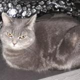 Photo de chat perdu à Cazouls Les Beziers