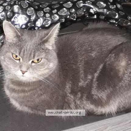 Photo 1/1 Chat retrouvé Perdu à Cazouls les beziers