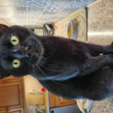 Photo de chat perdu à St Regle