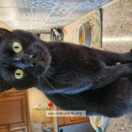 Photo 1/1 Chat retrouvé Perdu à St regle