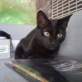 Photo de chat trouvé à Nantes