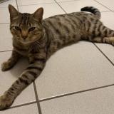 Photo de chat perdu à Poitiers