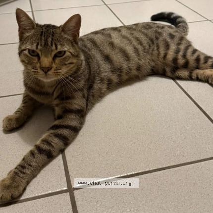 Photo 1/1 Chat retrouvé Perdu à Poitiers