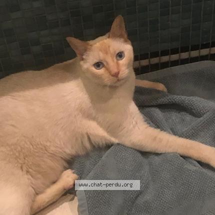 Photo 1/1 Chat retrouvé Perdu à Roberval