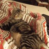 Photo de chat perdu à Albi