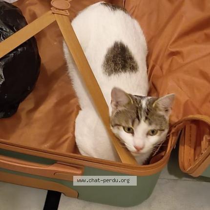 Photo 1/1 Tigrou Chat perdu à Cenon