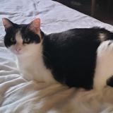 Photo de chat perdu à Haux