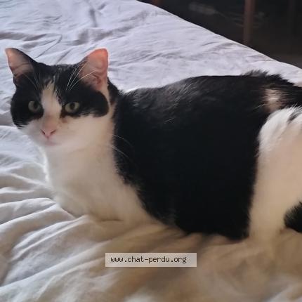 Photo 1/3 Chat retrouvé Perdu à Haux