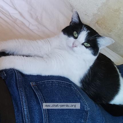 Photo 2/3 Chat retrouvé Perdu à Haux